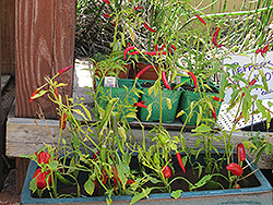 Thai Super Chili Pepper (Capsicum annuum 'Thai Super Chili') at A Very Successful Garden Center