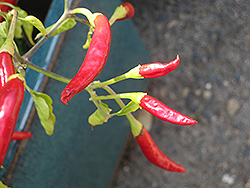 Thai Super Chili Pepper (Capsicum annuum 'Thai Super Chili') at A Very Successful Garden Center