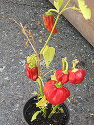 Pepperoncini (Capsicum annuum 'Pepperoncini') at A Very Successful Garden Center