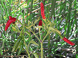 Chile de Arbol (Capsicum annuum 'Chile de Arbol') at A Very Successful Garden Center