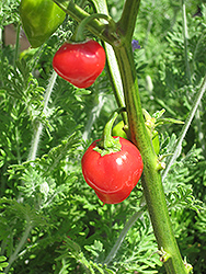 Caribbean Red Pepper (Capsicum chinense 'Caribbean Red') at A Very Successful Garden Center