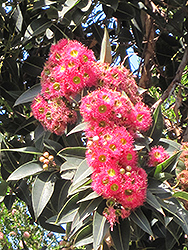 Red-flowering Gum (Corymbia ficifolia) at A Very Successful Garden Center
