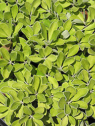 Nana Pittosporum (Pittosporum crassifolium 'Nana') at A Very Successful Garden Center