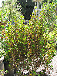 County Park Red Mirror Bush (Coprosma repens 'County Park Red') at A Very Successful Garden Center