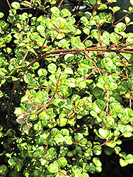 Traversii New Zealand Myrtle (Lophomyrtus x ralphii 'Traversii') at Lakeshore Garden Centres