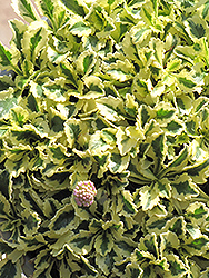 Variegated Pincushion Flower (Scabiosa farinosa 'Variegata') at Lakeshore Garden Centres