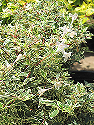 Confetti Abelia (Abelia x grandiflora 'Conti') at Stonegate Gardens