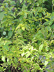Golden Sharpitor Fuchsia (Fuchsia 'Golden Sharpitor') at A Very Successful Garden Center