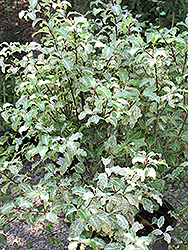 Irene Patterson Kohuhu (Pittosporum tenuifolium 'Irene Patterson') at Lakeshore Garden Centres