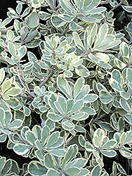 Variegated Pittosporum (Pittosporum crassifolium 'Variegatum') at Lakeshore Garden Centres