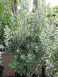Karo Pittosporum (Pittosporum crassifolium) at Stonegate Gardens