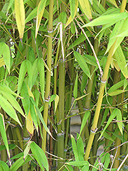 Golden Goddess Bamboo (Bambusa multiplex 'Golden Goddess') at A Very Successful Garden Center