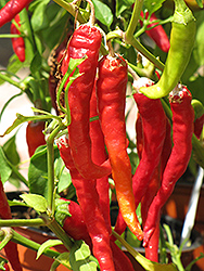 Long Red Slim Hot Pepper (Capsicum annuum 'Long Red Slim') at A Very Successful Garden Center