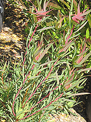 Golden Tip Conebush (Leucadendron salignum 'Golden Tip') at A Very Successful Garden Center