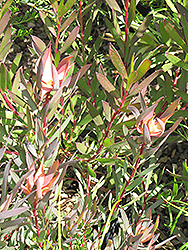 Summer Red Conebush (Leucadendron salignum 'Summer Red') at A Very Successful Garden Center