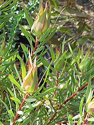Little Bit Conebush (Leucadendron 'Little Bit') at Lakeshore Garden Centres