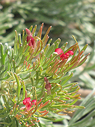 Albany Woolly Bush (Adenanthos x cunninghamii) at Lakeshore Garden Centres