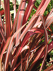Rainbow Warrior New Zealand Flax (Phormium 'Rainbow Warrior') at A Very Successful Garden Center