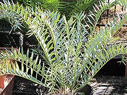 Dwarf Eastern Cape Blue Cycad (Encephalartos horridus (Dwarf Form)) at A Very Successful Garden Center