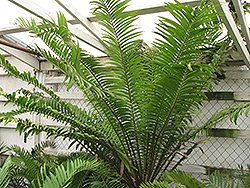 Hybrid Wood's Cycad (Encephalartos natalensis x woodii) at A Very Successful Garden Center