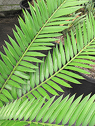 Hybrid Wood's Cycad (Encephalartos natalensis x woodii) at Lakeshore Garden Centres