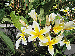 White Star Frangipani (Plumeria rubra 'White Star') at Lakeshore Garden Centres
