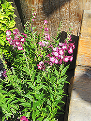 Wine Kissed Beard Tongue (Penstemon 'Wine Kissed') at A Very Successful Garden Center