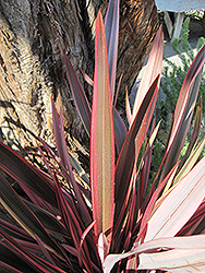 Firebird New Zealand Flax (Phormium 'Firebird') at A Very Successful Garden Center