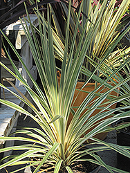 Sparkler Grass Palm (Cordyline australis 'Sparkler') at A Very Successful Garden Center