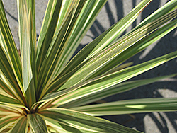 Sparkler Grass Palm (Cordyline australis 'Sparkler') at Lakeshore Garden Centres