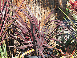 Dark Delight New Zealand Flax (Phormium 'Dark Delight') at A Very Successful Garden Center
