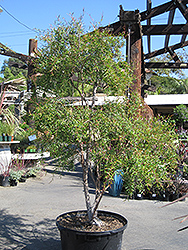 Lemon Scented Tea-Tree (Leptospermum petersonii) at Lakeshore Garden Centres
