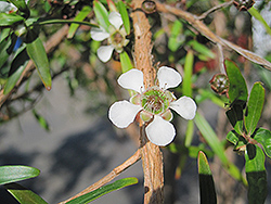 Lemon Scented Tea-Tree (Leptospermum petersonii) at A Very Successful Garden Center