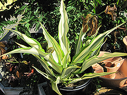 Variegated False Agave (Furcraea foetida 'Variegata') at A Very Successful Garden Center