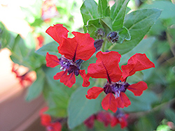 Firefly Bat Face Cuphea (Cuphea x purpurea 'Firefly') at A Very Successful Garden Center
