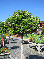 Texanum Japanese Privet (Topiary form) (Ligustrum japonicum 'Texanum (Topiary)') at A Very Successful Garden Center
