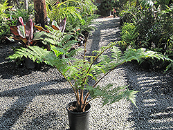 Australian Tree Fern (Sphaeropteris cooperi) at A Very Successful Garden Center