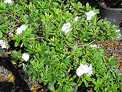 Alaska Azalea (Rhododendron 'Alaska') at Stonegate Gardens