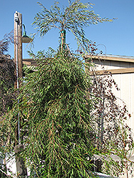 Dwarf Willow Myrtle (standard) (Agonis flexuosa 'Nana (standard)') at Lakeshore Garden Centres