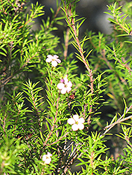 Compact Diosma (Coleonema pulchellum 'Compacta') at Lakeshore Garden Centres