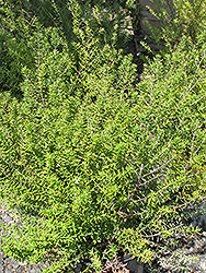 Wynyabbie Gem Coast Rosemary (Westringia 'Wynyabbie Gem') at A Very Successful Garden Center