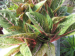 Pink Sapphire Chinese Evergreen (Aglaonema 'Pink Sapphire') at A Very Successful Garden Center