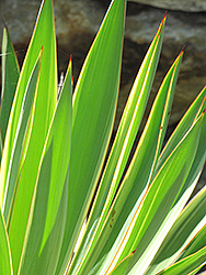 Variegated Spanish Dagger (Yucca gloriosa 'Variegata') at Lakeshore Garden Centres