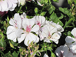 Temprano White Geranium (Pelargonium 'Temprano White') at A Very Successful Garden Center