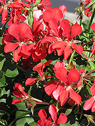 Blizzard Red Ivy Leaf Geranium (Pelargonium peltatum 'Blizzard Red') at A Very Successful Garden Center