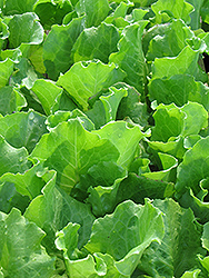 Nevada Lettuce (Lactuca sativa var. capitata 'Nevada') at A Very Successful Garden Center