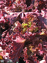 Lollo Rosso Lettuce (Lactuca sativa var. crispa 'Lollo Rosso') at A Very Successful Garden Center