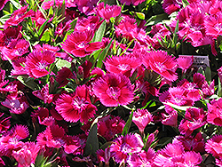 Ideal Deep Violet Pinks (Dianthus 'Ideal Deep Violet') at A Very Successful Garden Center