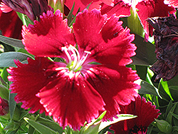 Ideal Crimson Pinks (Dianthus 'Ideal Crimson') at Stonegate Gardens