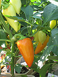 Floral Gem Hot Pepper (Capsicum annuum 'Floral Gem') at A Very Successful Garden Center